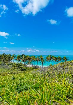 Amazing landscape panorama view with turquoise blue water palm trees blue sky and the natural tropical beach and the forest on the beautiful island of Contoy in Quintana Roo Mexico.