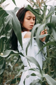 A brunette girl in a white dress in a cornfield. The concept of harvesting.