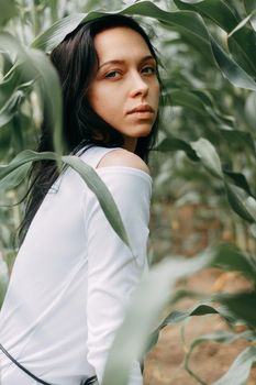 A brunette girl in a white dress in a cornfield. The concept of harvesting.