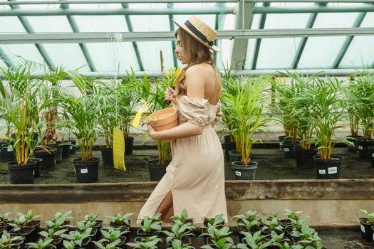 A beautiful young woman takes care of plants in a greenhouse. The concept of gardening and an eco-friendly lifestyle.