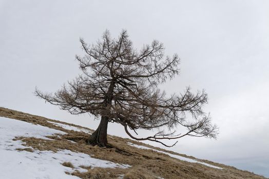 An old gnarled tree stands on a steep meadow covered with snow and defies wind and weather.