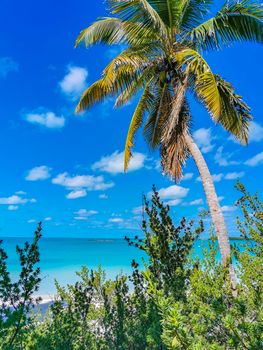 Amazing landscape panorama view with turquoise blue water palm trees blue sky and the natural tropical beach and the forest on the beautiful island of Contoy in Quintana Roo Mexico.