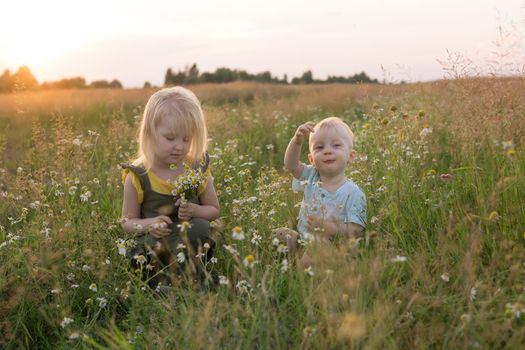 A little boy and a girl are picking flowers in a chamomile field. The concept of walking in nature, freedom and a healthy lifestyle.