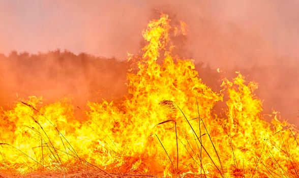 Burning old dry grass in garden. Flaming dry grass on a field. Forest fire. Stubble field is burned by farmer. Fire in the Field.