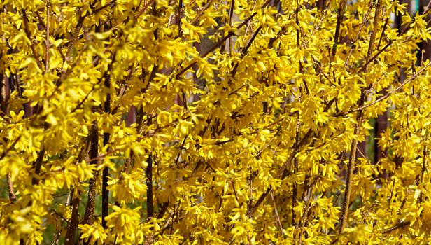 Forsythia flowers in front of with green grass and blue sky. Golden Bell, Border Forsythia.