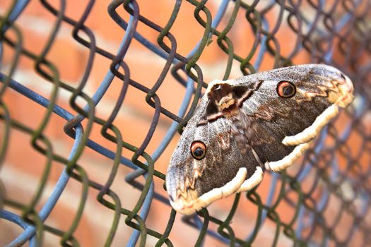Great butterfly on a metal grid. Close up. The concept of slavery.