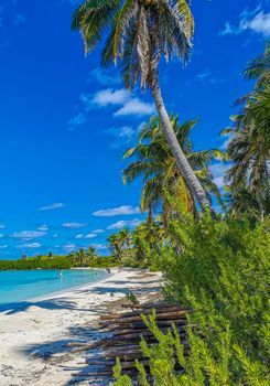 Amazing landscape panorama view with turquoise blue water palm trees blue sky and the natural tropical beach and the forest on the beautiful island of Contoy in Quintana Roo Mexico.