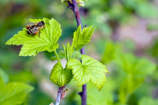 bee with pollen on the legs on a sunny day