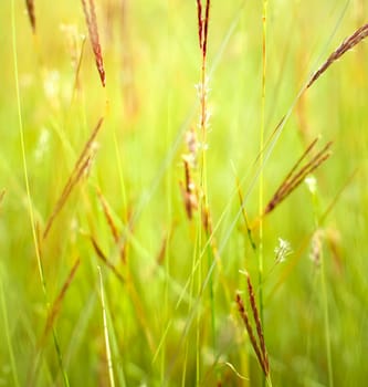 Grass close up in sunny weather, nature, bokeh.