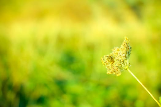 Grass close up in sunny weather, nature, bokeh.