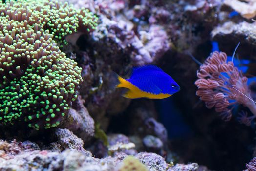 Coral and fish