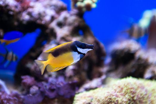 Coral and fish