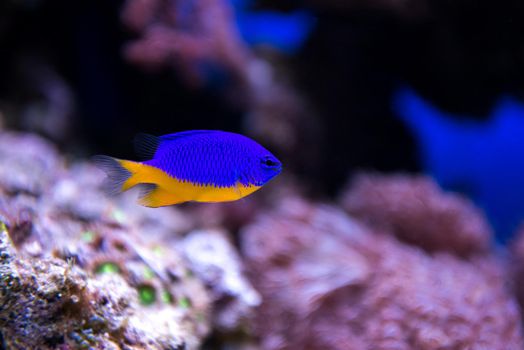 Coral and fish