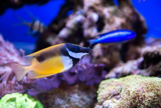 Coral and fish