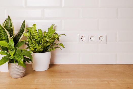 mockup with home green plants and electric socket on white wall. The concept of reasonable consumption, energy conservation. copy paste on white wall for text