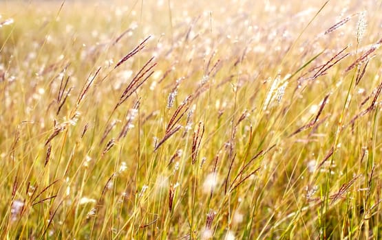Grass close up in sunny weather, nature, bokeh.