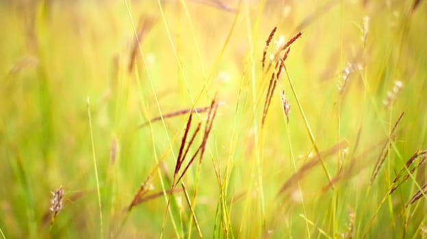 Grass close up in sunny weather, nature, bokeh.