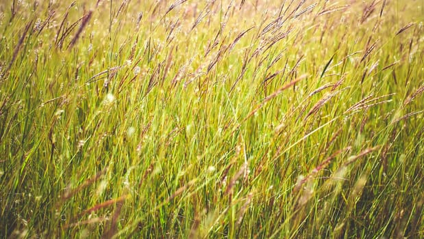 Grass close up in sunny weather, nature, bokeh.