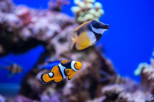 Coral and fish