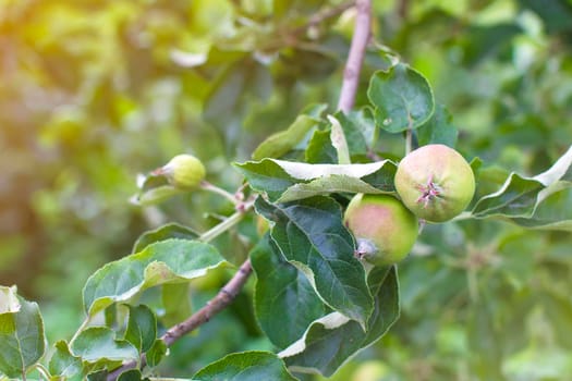 apple garden on a sunny summer day