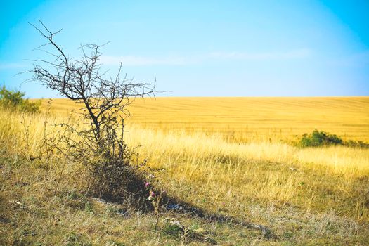 tree in a field on a sunny day. landscape