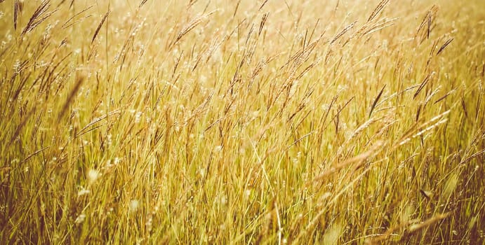 Grass close up in sunny weather, nature, bokeh.