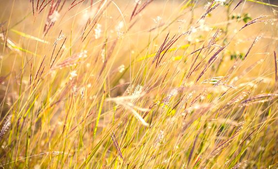Grass close up in sunny weather, nature, bokeh.