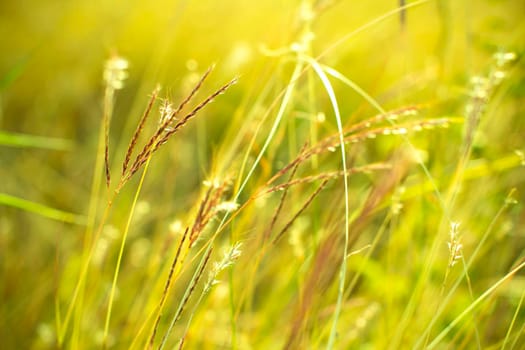 Grass close up in sunny weather, nature, bokeh.