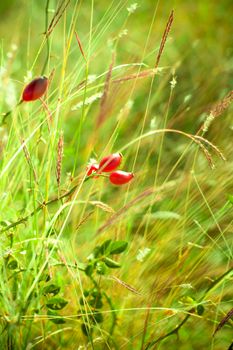 Rosehip close-up in sunny weather, nature, bokeh.