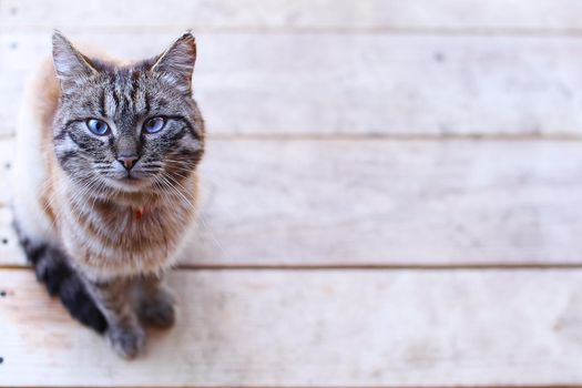 Cat with blue eyes