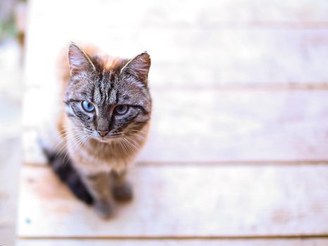 Cat with blue eyes