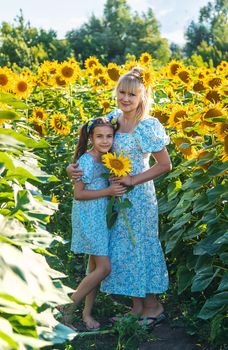 Family photo in a field of sunflowers. Ukraine. Selective focus. Nature.