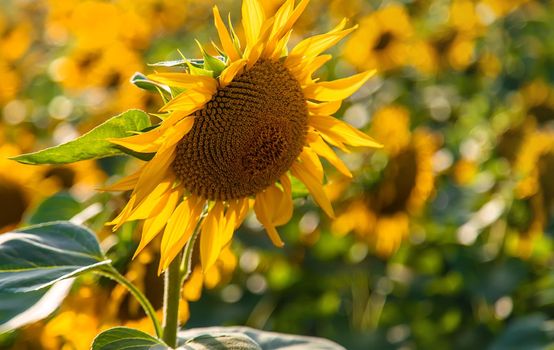 Blooming field of sunflowers in Ukraine. Selective focus. Nature.