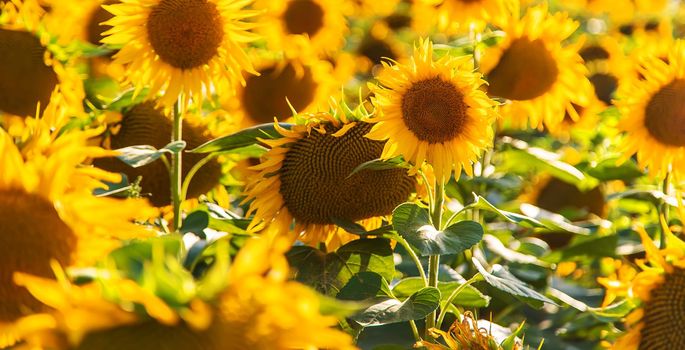 Blooming field of sunflowers in Ukraine. Selective focus. Nature.