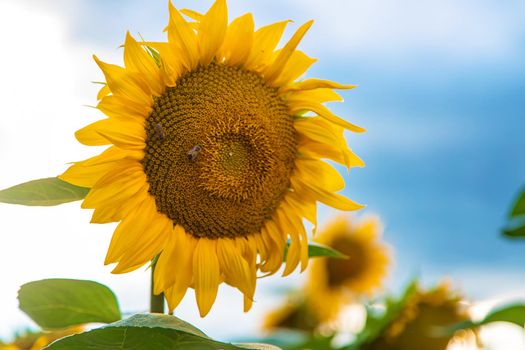 Blooming field of sunflowers in Ukraine. Selective focus. Nature.