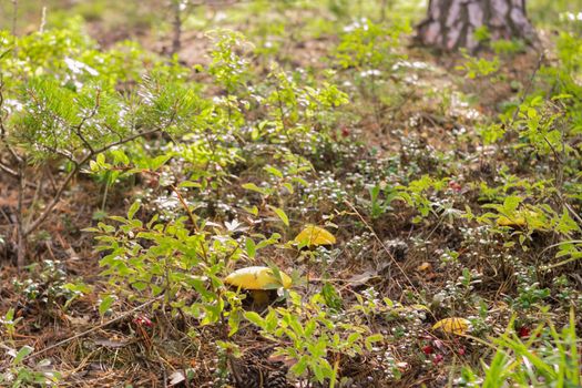 Group of mushrooms boletus grows in shrubs in coniferous forest at sunny morning, mushroom picking season