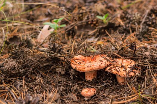 Group of saffron milk cap, Lactarius deliciosus, grows among fallen needles and pinecones in coniferous forest, mushroom picking season, selective focus, close up