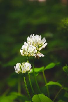 Beautiful flowers in the green grass. Flower close-up in the thicket. Summer meadow with flowering plants.