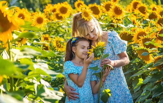 Family photo in a field of sunflowers. Ukraine. Selective focus. Nature.