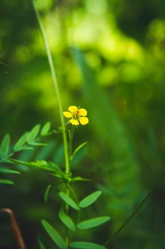 Beautiful flowers in the green grass. Flower close-up in the thicket. Summer meadow with flowering plants.