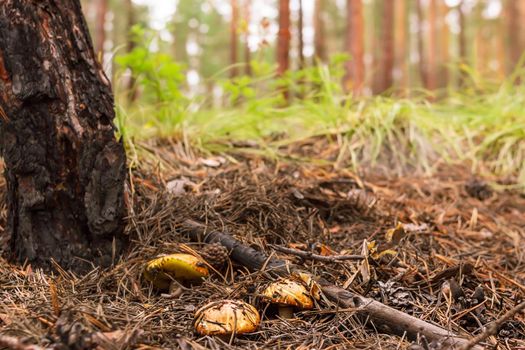 Group of mushrooms boletus, suillus luteus, grows under pine tree in fallen needles in coniferous forest, mushroom picking season, selective focus