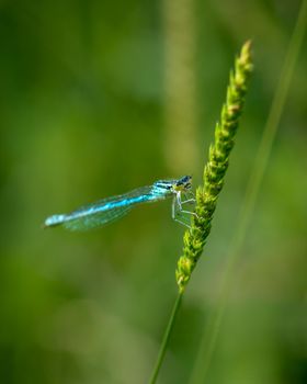 Close-up photo of damselfly on a green blurred background