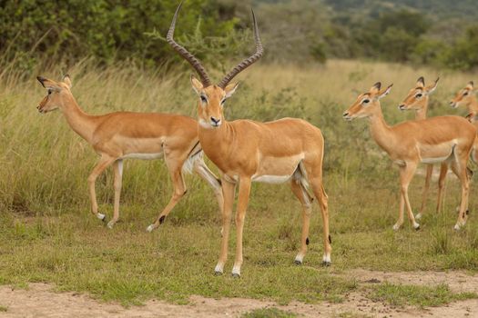 Herd of impalas staying in national park in South Africa