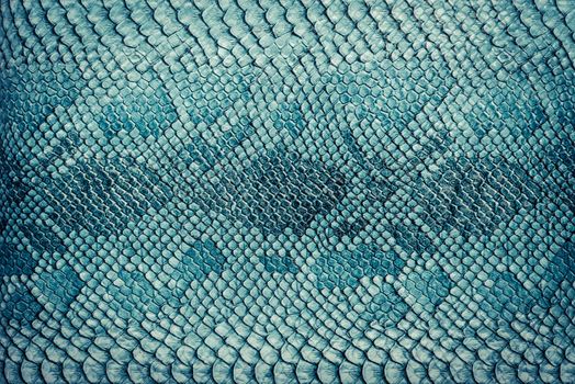 Snake skin background. Close up.