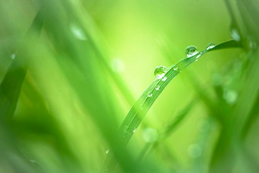 Abstract natural backgrounds with beauty bokeh