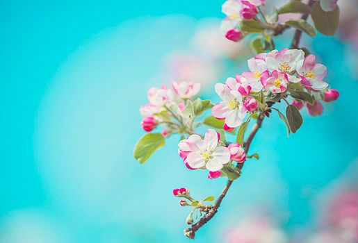 Apple blossom on an apple tree in a domestic garden with sun shining behind. Focus is on the foreground with the background out of focus.