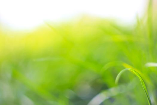 Abstract natural backgrounds with beauty bokeh