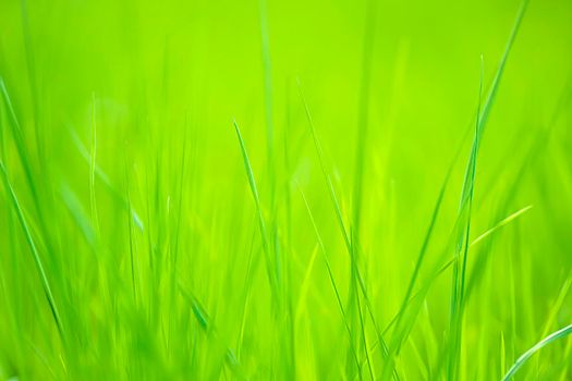 Abstract natural backgrounds with beauty bokeh