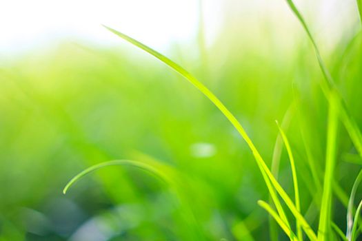 Abstract natural backgrounds with beauty bokeh