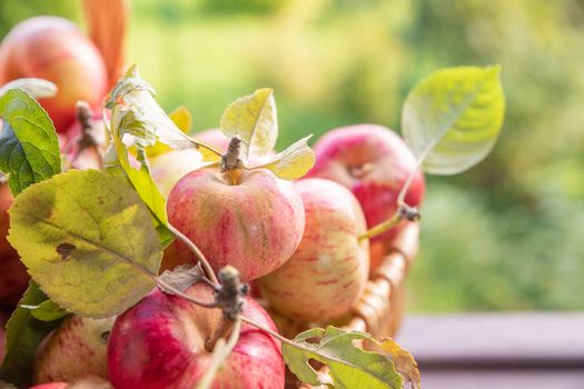 Organic apples in basket in summer grass. Fresh apples in nature
